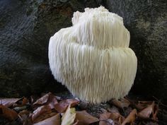 Lions Mane Review