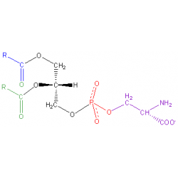 Read full Phosphatidylserine Review